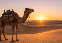 بين السعي والتوكل: كيف يعالج التوكل قلق العصر الحديث